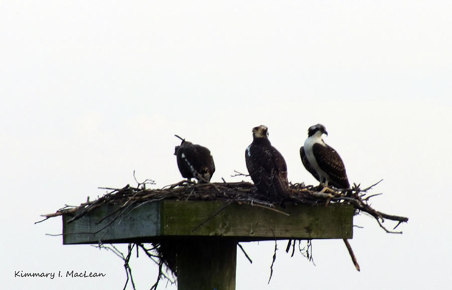Nesting Osprey Photograph by Kimmary MacLean