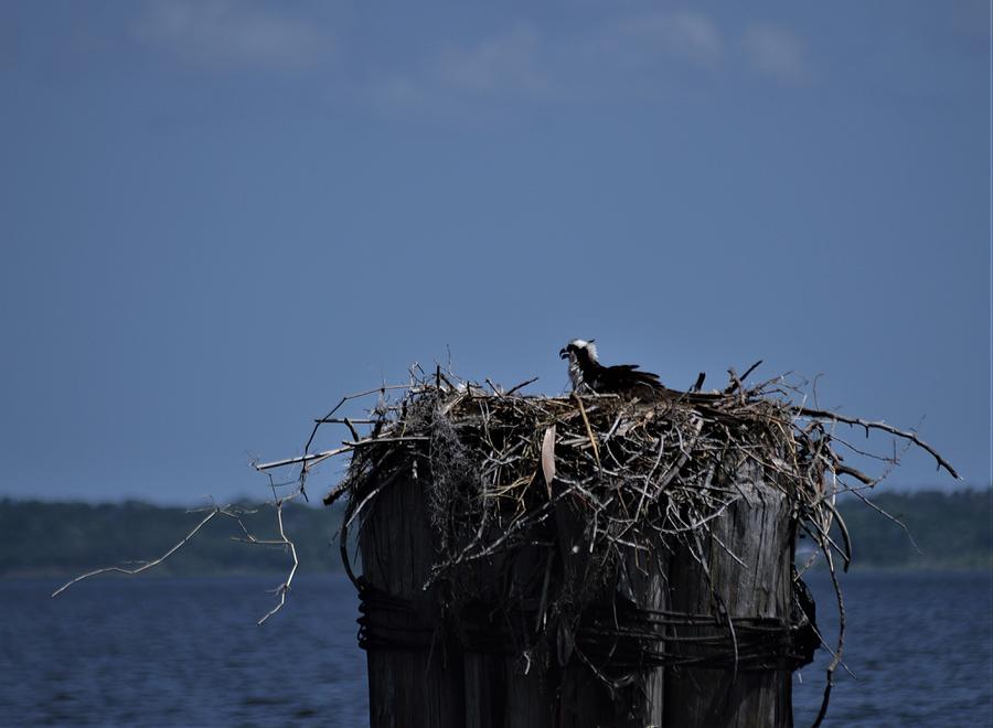Nesting Osprey Photograph by Warren Thompson