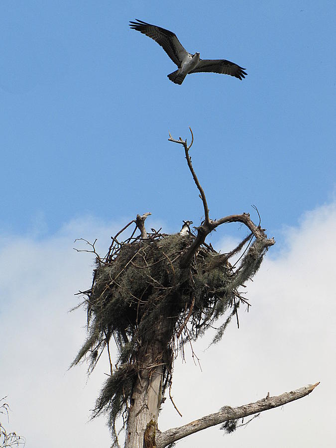Nesting Ospreys  Photograph by Christopher Mercer