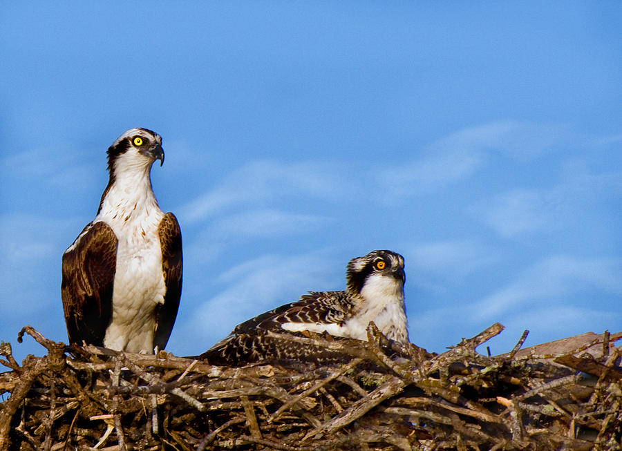 Nesting Ospreys Photograph by Ginger Wakem