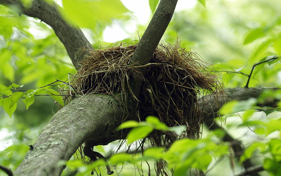 Nest Photograph - Nesting Place by Jim Greer