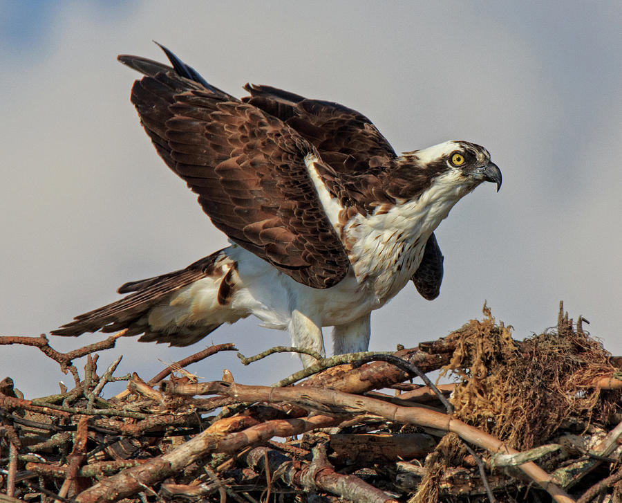 Nesting Photograph by Robert Pilkington