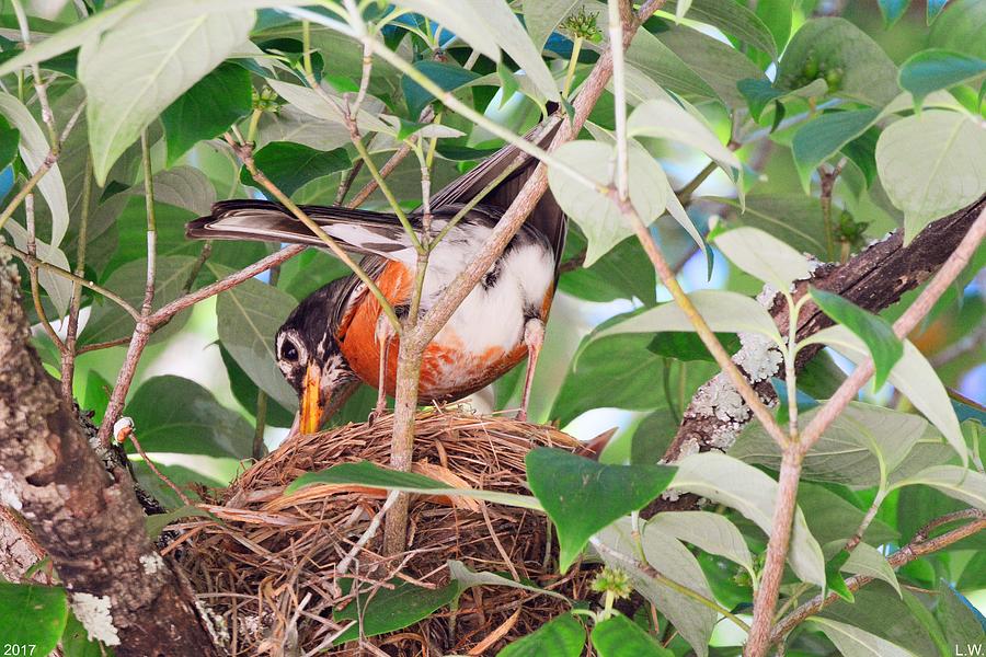 Nesting Robin Photograph by Lisa Wooten