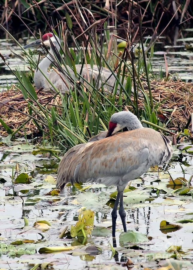Bird Photograph - Nesting Sandhill Crane Pair by Carol Groenen
