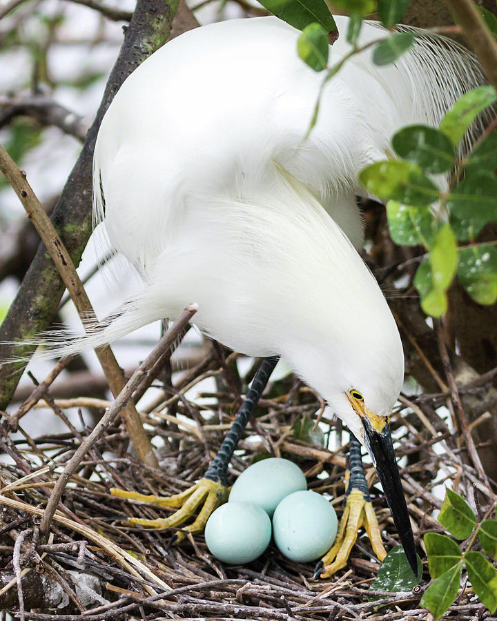 Nesting Snowy Egret Photograph by Dawn Currie
