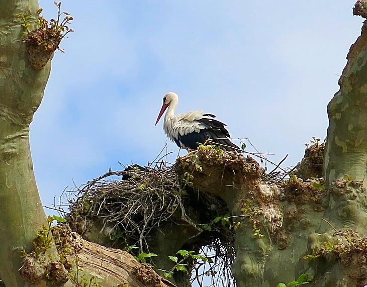 Nesting Stork Photograph by Betty Buller Whitehead