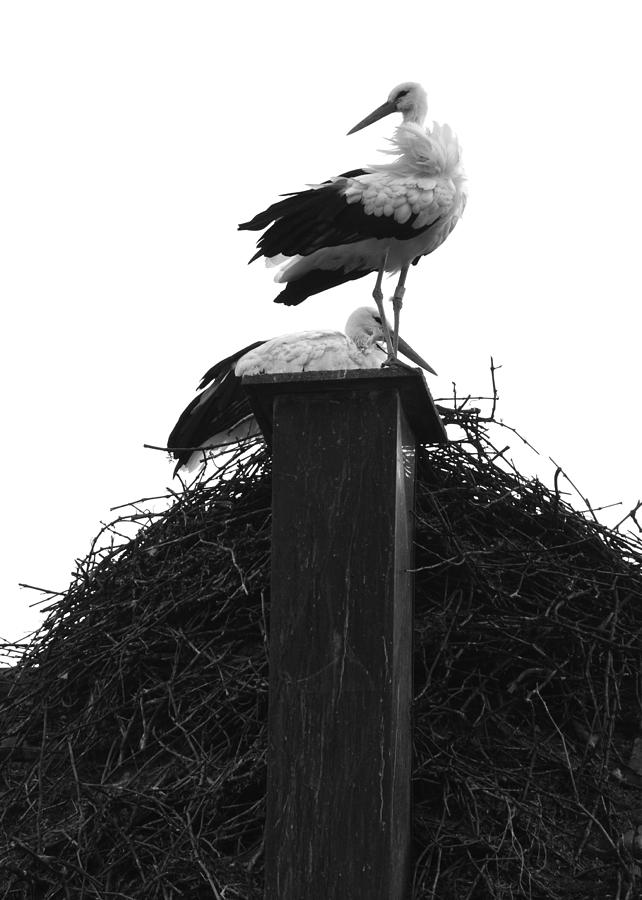 Nesting storks Photograph by Matt MacMillan