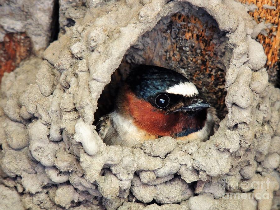 Nesting Swallow Photograph by Michele Penner
