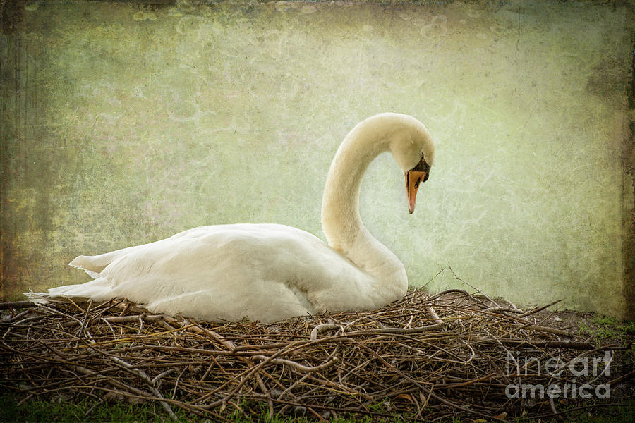 Nesting Swan Photograph by Judy Wolinsky