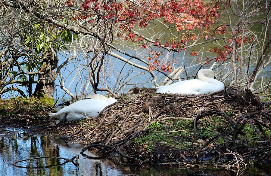 Nesting Swans Photograph by Cynthia Guinn