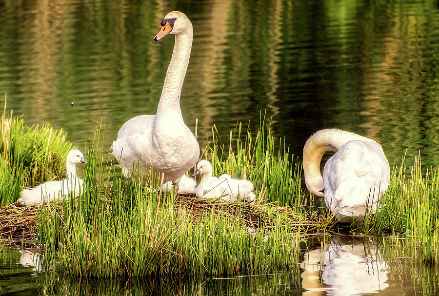 Nesting Swans Photograph by Mountain Dreams