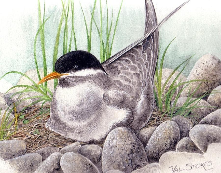 Feather Painting - Nesting Tern by Val Stokes