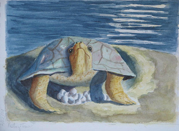 Sea Turtle Painting - Nesting Time - Sketchbook by Libby  Cagle