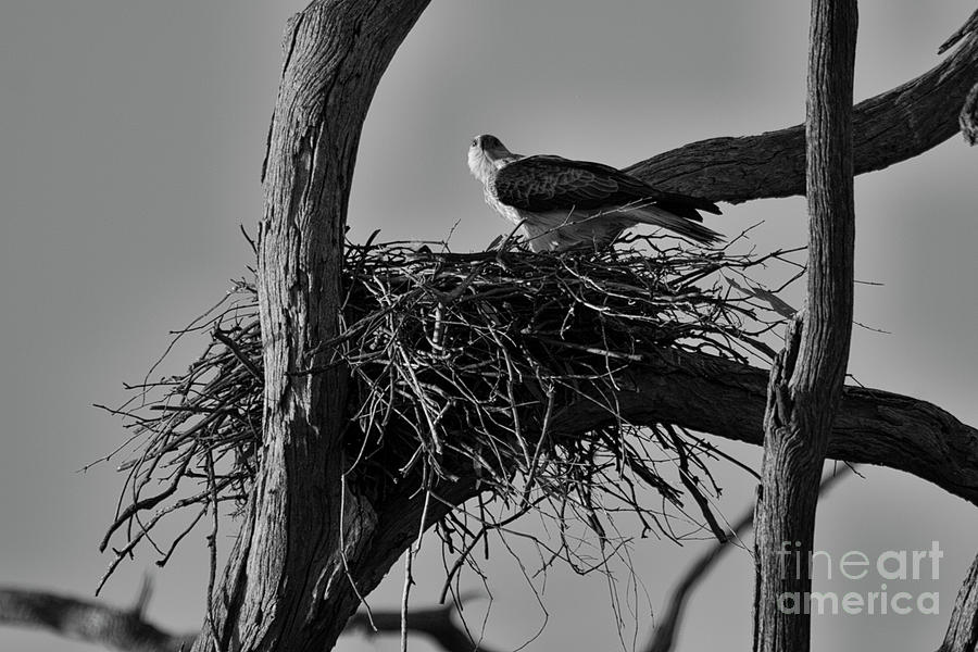 Black And White Photograph - Nesting V2 by Douglas Barnard