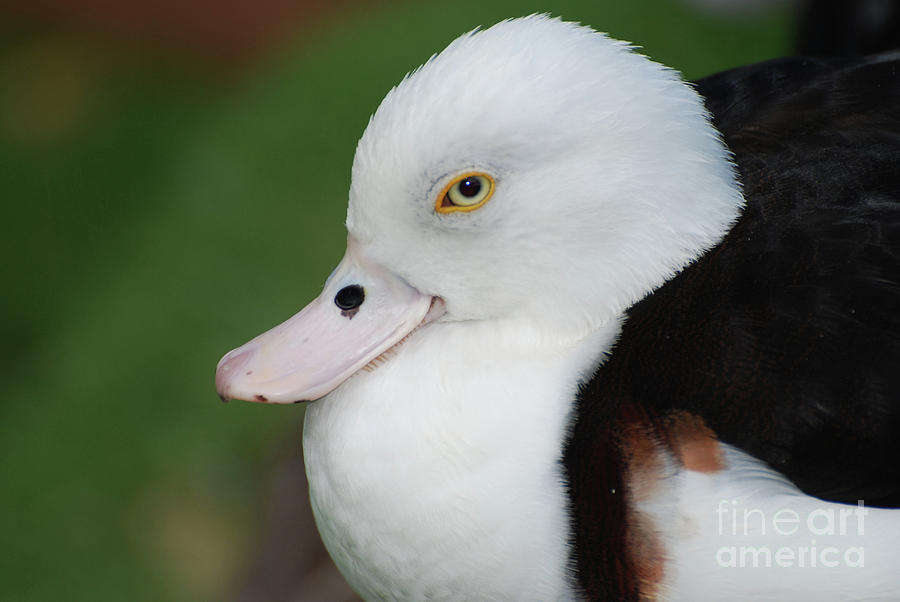 Nesting White Duck with Yellow Eyes Photograph by DejaVu Designs - Fine ...