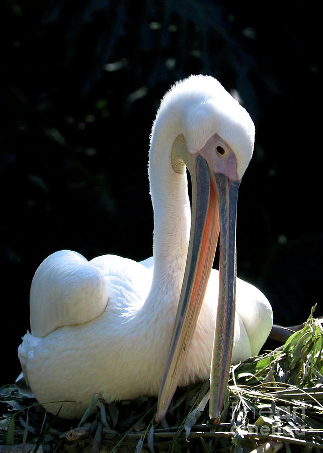 Nesting White Pelican Photograph by Carol Groenen
