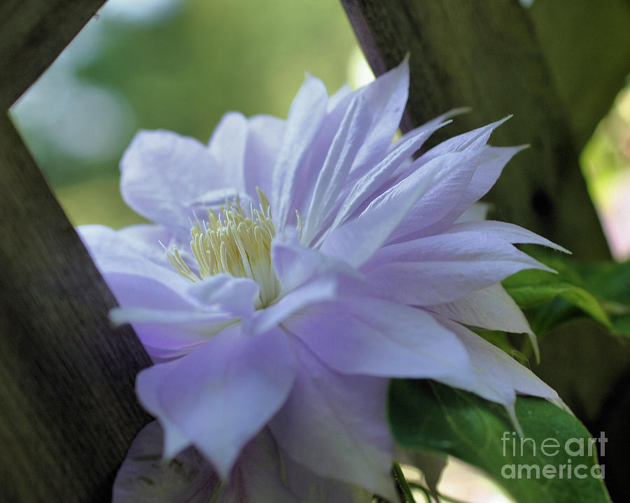 Nestled Clematis Photograph by Smilin Eyes Treasures