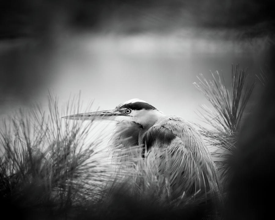 Great Blue Heron Photograph - Nestled In Pine by Michael McStamp Great Blue Heron Photograph - Nestled In Pine by Michael McStamp