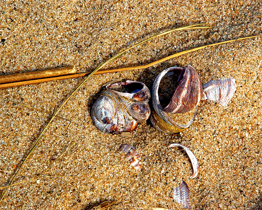 Shell Photograph - Nestled in The Sand by Lynda Lehmann