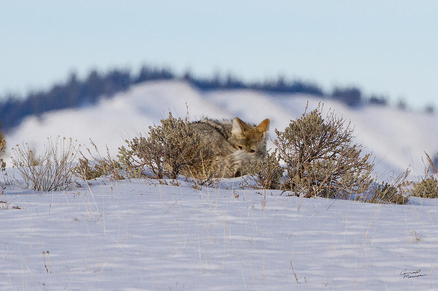 Wildlife Photograph - Nestled in Winter by Conrad Monroe