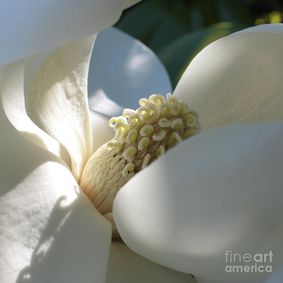Nestled Magnolia Grandiflora Photograph by Carol Groenen
