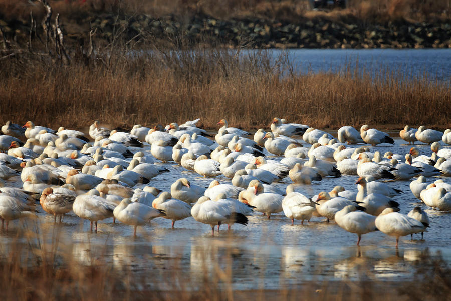 Nestled Snow Geese Photograph by Travis Rogers