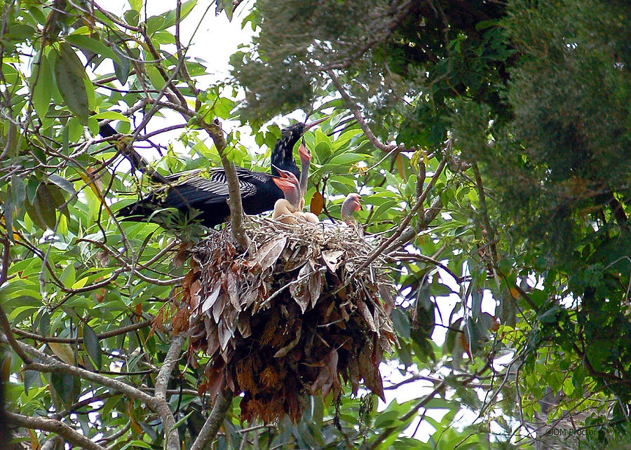 Nestling Anhingas Photograph by Donna Proctor