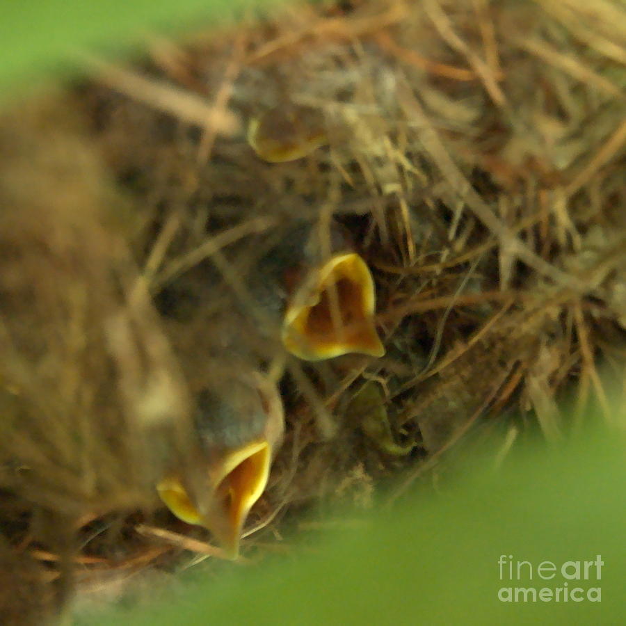 Bird Photograph - Nestlings by Kathi Shotwell