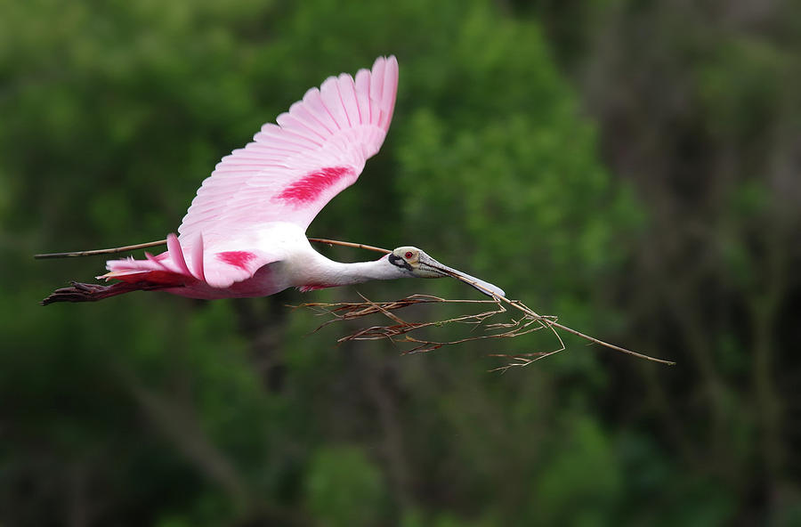 Spoonbill Photograph - Nestorations. by Evelyn Garcia