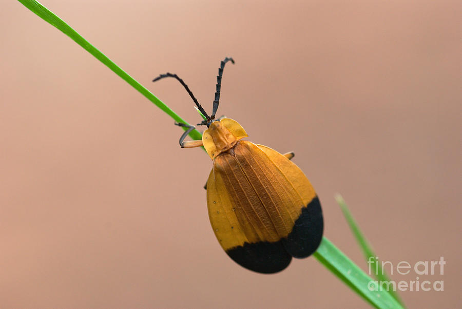 Net Winged Beetle Photograph