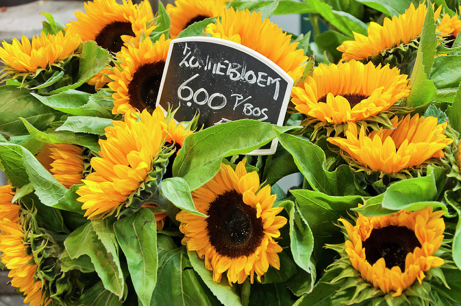 Netherlands Sunflowers Photograph by Joan Carroll