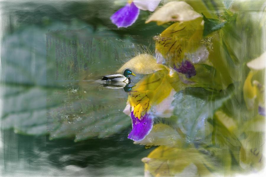 Nettle Duck Photograph by Leif Sohlman