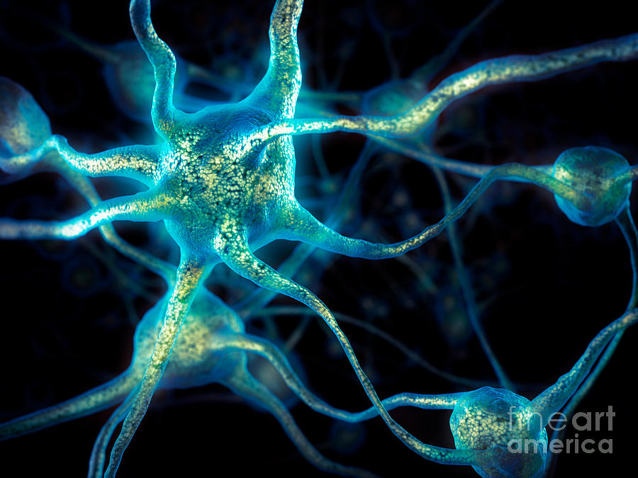 Neurons Photograph - Neuron network Brain cells by Maxim Images Exquisite Prints