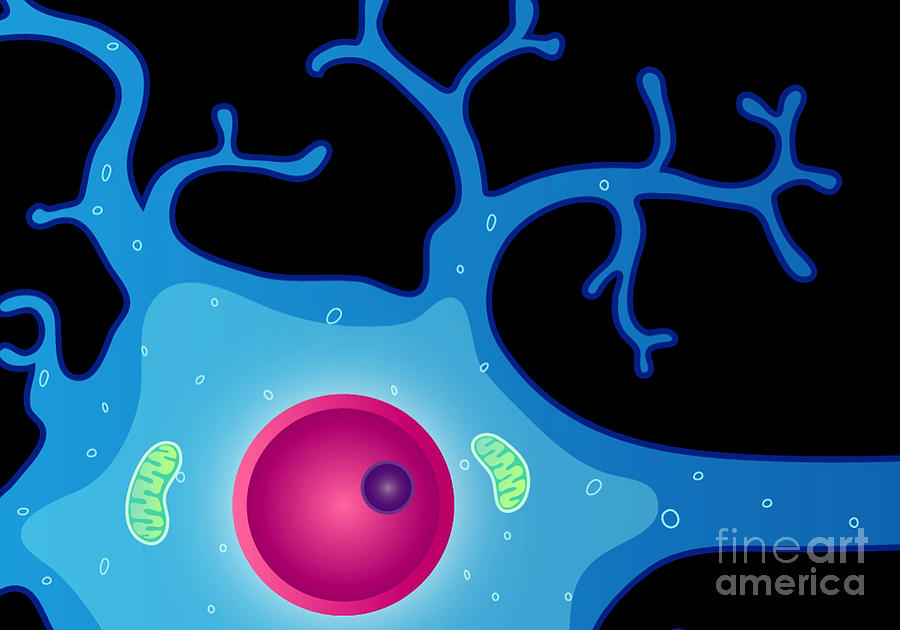 Neuron With Dendrites And Nucleus Photograph by Science Source