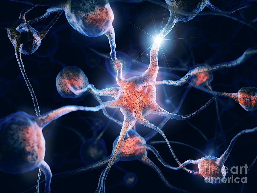 neurons connecting