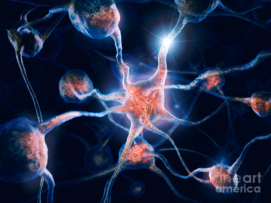 Neurons and neural connections Brain cells 3D illustration Photograph by Maxim Images Exquisite Prints