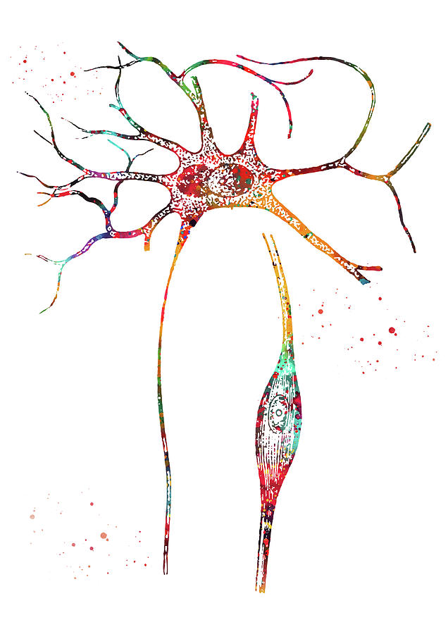 3 brain neuron cells in the body head heart intestines