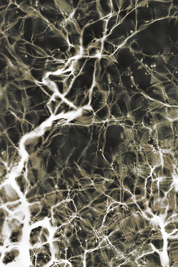 Neurons Firing Photograph by Christopher Kulfan