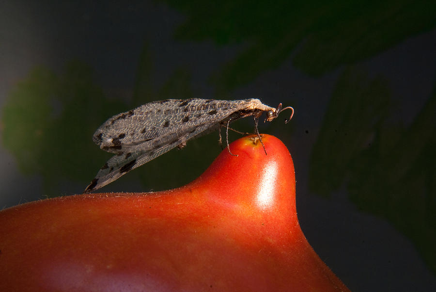 Neuroptera posing Photograph by Douglas Barnett