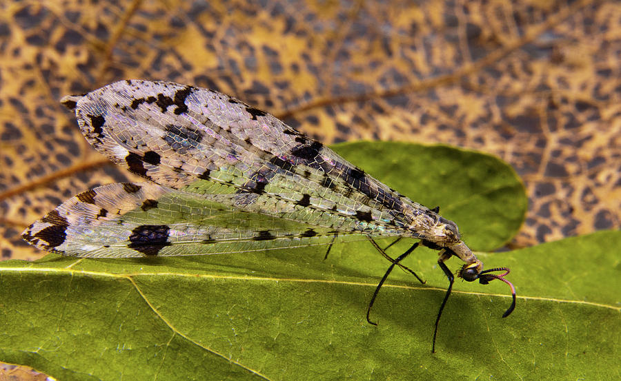 Neuropteran Walking on Leaves Photograph by Douglas Barnett