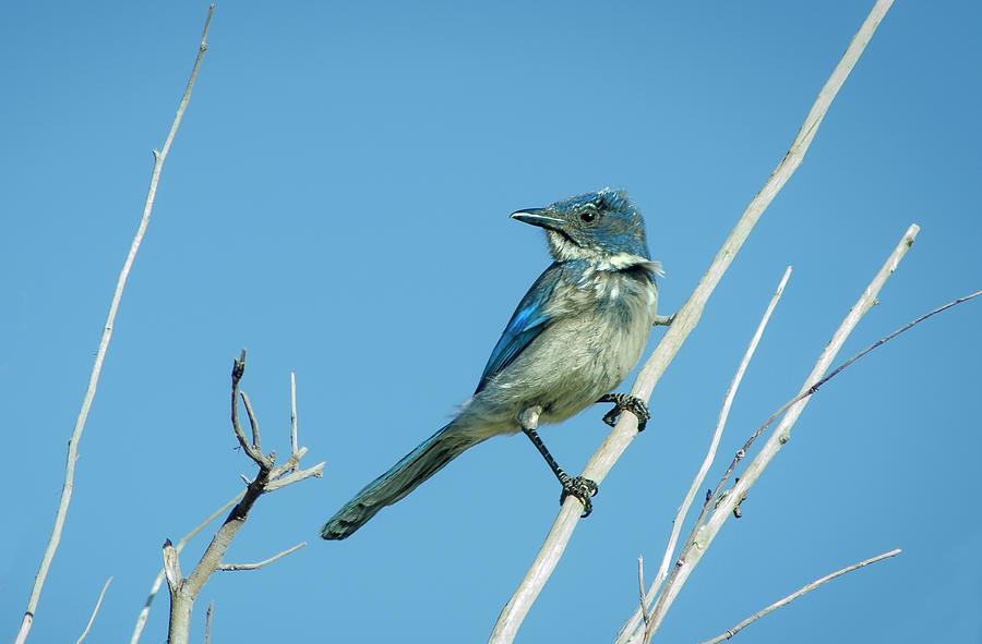 Nevada Blue Jay Photograph by Rick Mosher