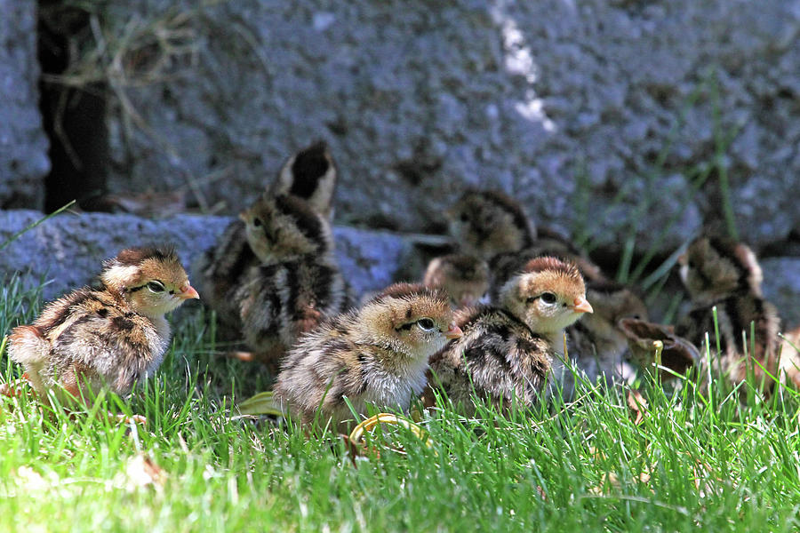 Bird Photograph - Nevada Chicks by Donna Kennedy