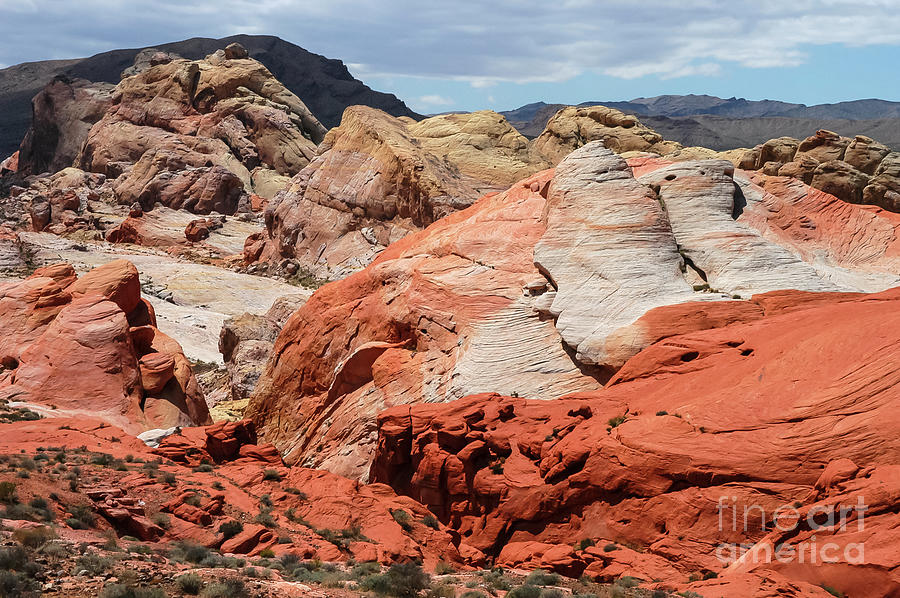 Nevada Desert Color Photograph by Bob Phillips