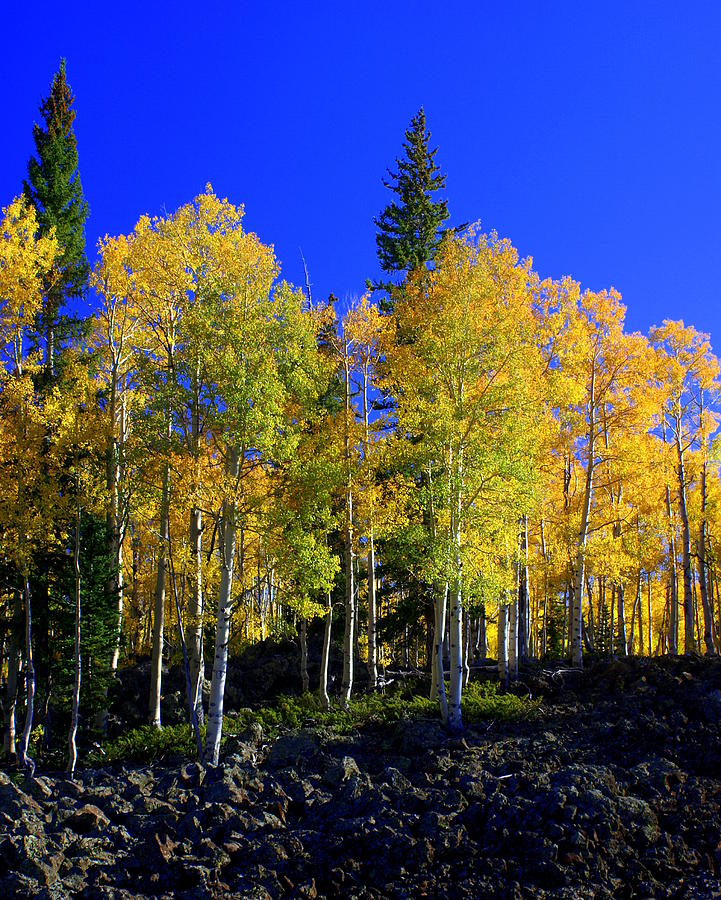 Tree Photograph - Nevada Fall by Marty Koch