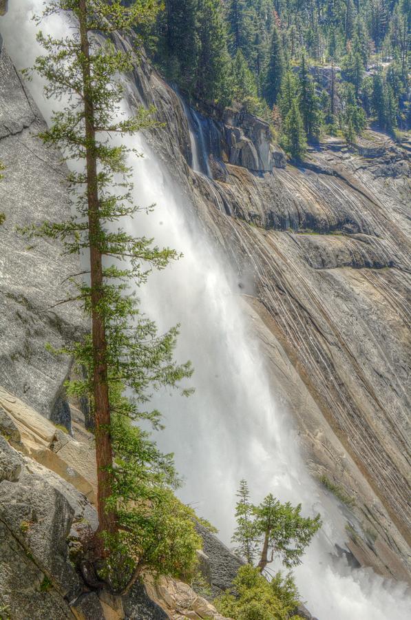 Nevada Falls and Pine Photograph by Michael Kirk