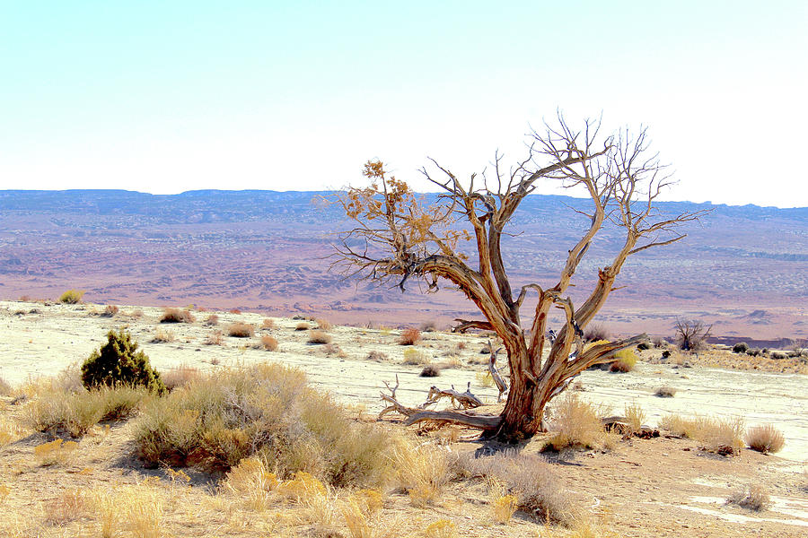 Nevada Landscape Photograph