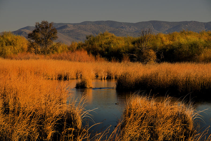 Nevada Marshlands At Sunset Photograph by Frank Wilson