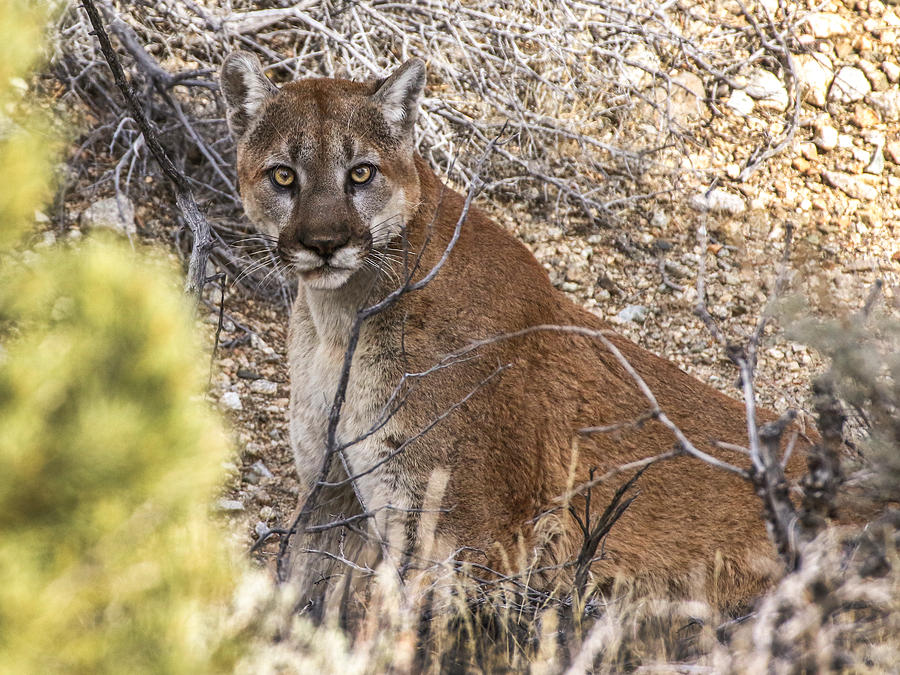 Nevada Mountain Lion Photograph by John T Humphrey