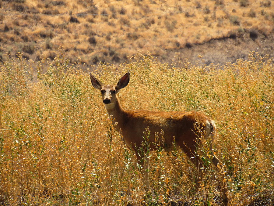 Nevada Mule Deer Photograph by Joshua Bales
