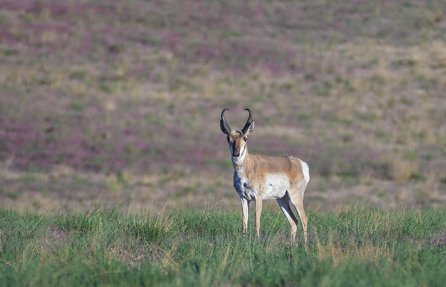 Nevada Pronghorn Antelope 1 Photograph by Rick Mosher
